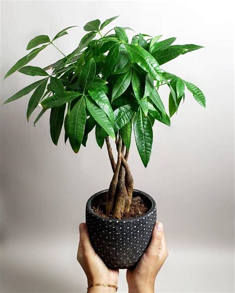 淨化空氣招財室內植物